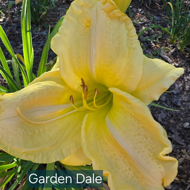 Garden Dale from PlantFancyGardens, LLC