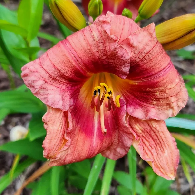 Gordon Biggs daylily bloom