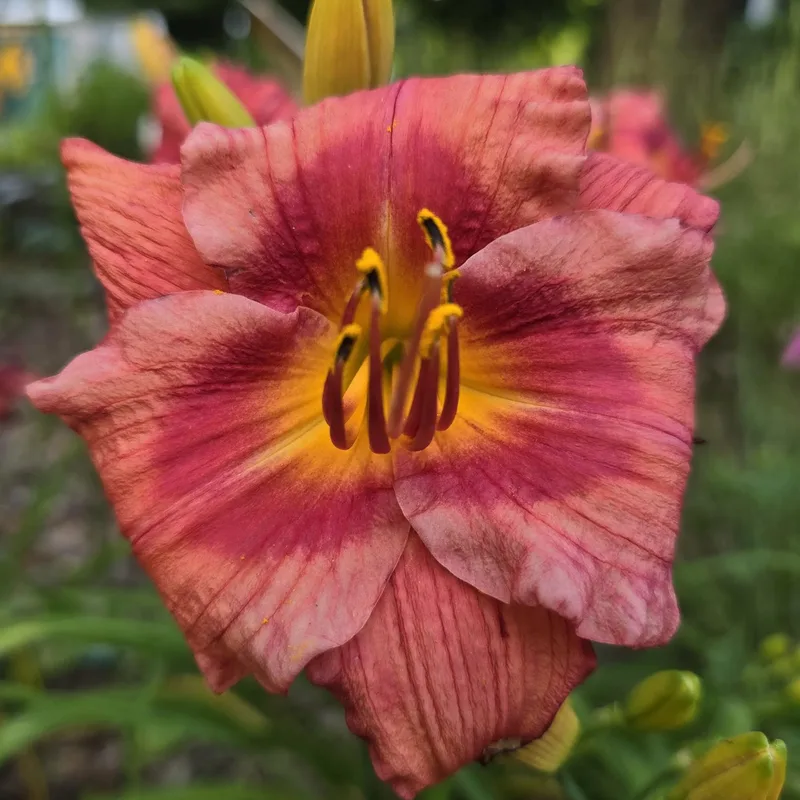 Gordon Biggs from PlantFancyGardens, LLC