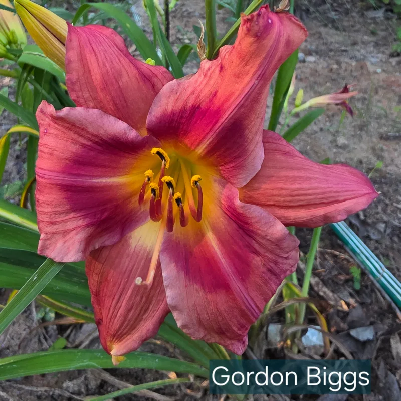 Gordon Biggs from PlantFancyGardens, LLC