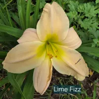 Lime Fizz thumbnail