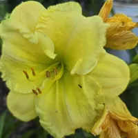 Gypsy Gold thumbnail