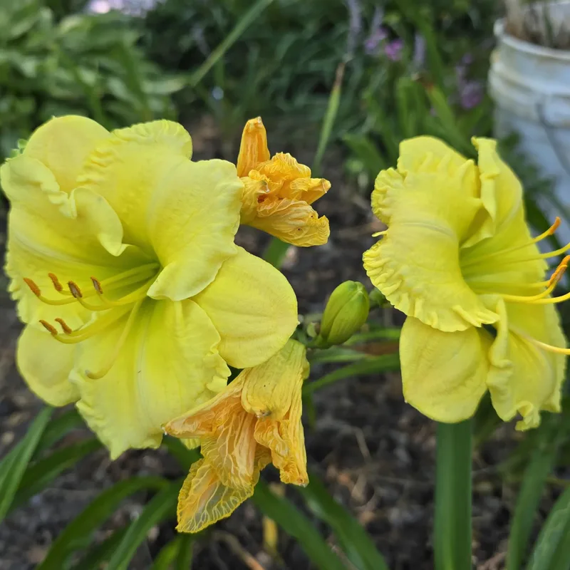 Gypsy Gold from PlantFancyGardens, LLC