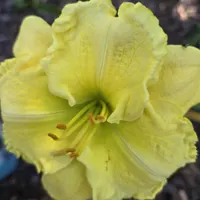 Gypsy Gold thumbnail