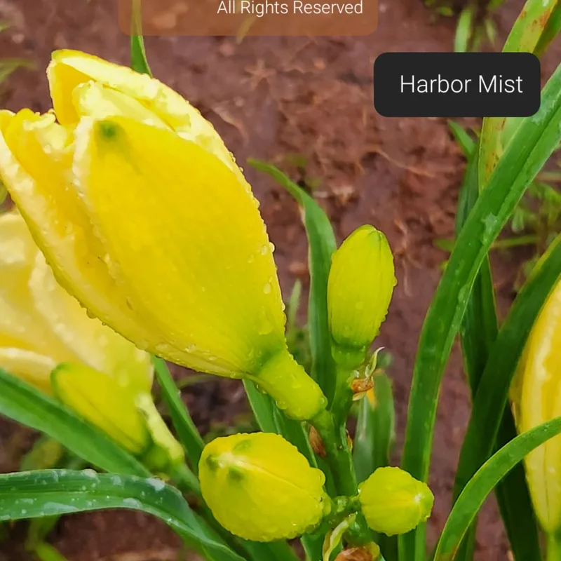 Harbor Mist from PlantFancyGardens, LLC