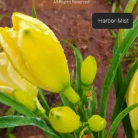 Harbor Mist thumbnail