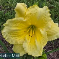 Harbor Mist thumbnail