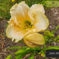 John Allgood thumbnail
