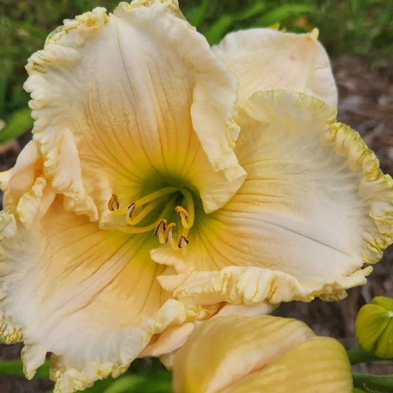 John Allgood from PlantFancyGardens, LLC