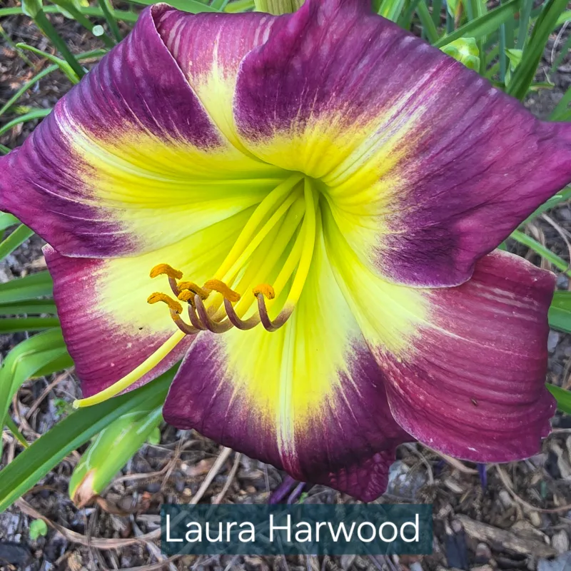 Laura Harwood from PlantFancyGardens, LLC