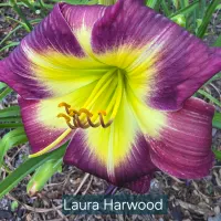 Laura Harwood thumbnail