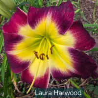 Laura Harwood thumbnail