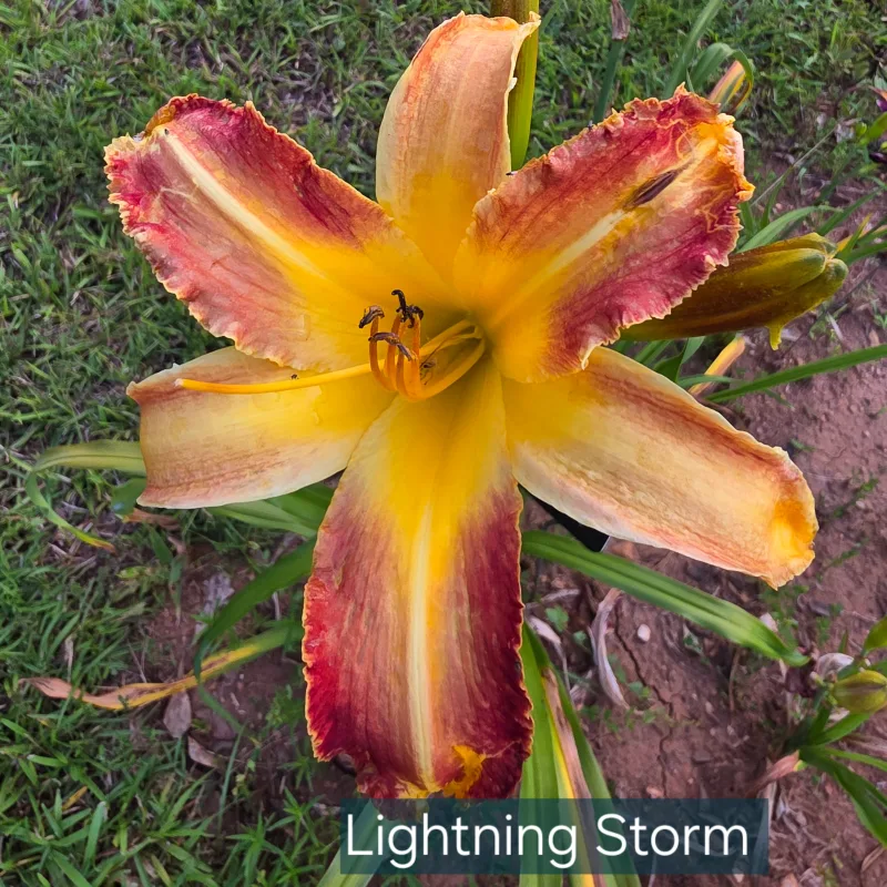 Lightning Storm from PlantFancyGardens, LLC
