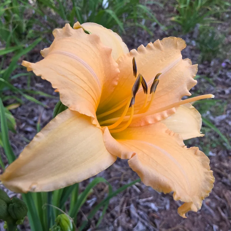 Little Cupid from PlantFancyGardens, LLC