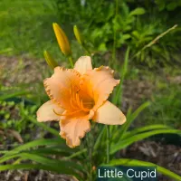 Little Cupid thumbnail