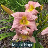 Mount Hope catalog image