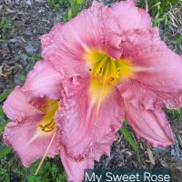 My Sweet Rose catalog image