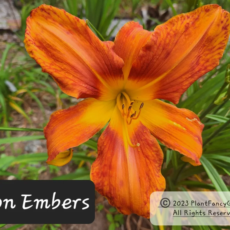 Neon Embers from PlantFancyGardens, LLC