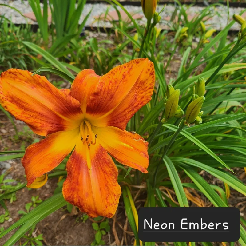 Neon Embers from PlantFancyGardens, LLC