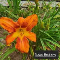 Neon Embers thumbnail