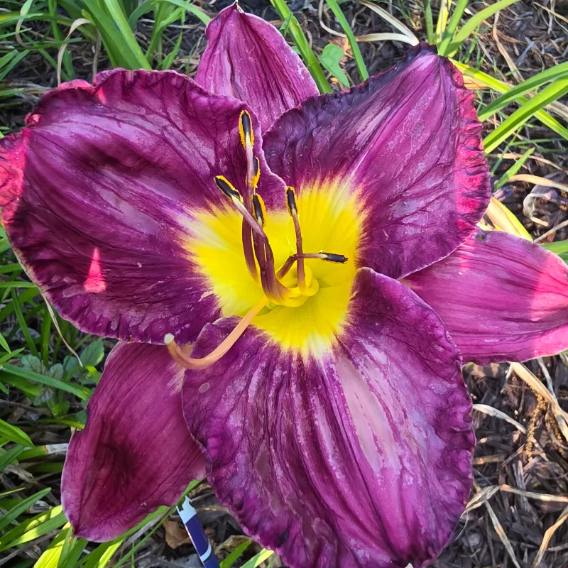 Nosferatu from PlantFancyGardens, LLC