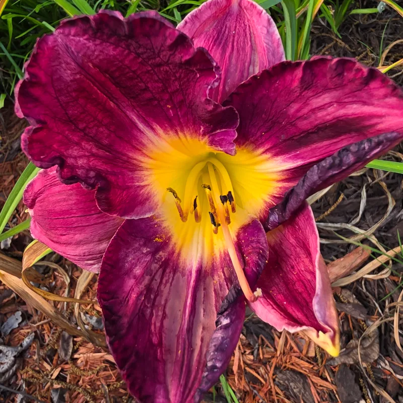 Nosferatu from PlantFancyGardens, LLC