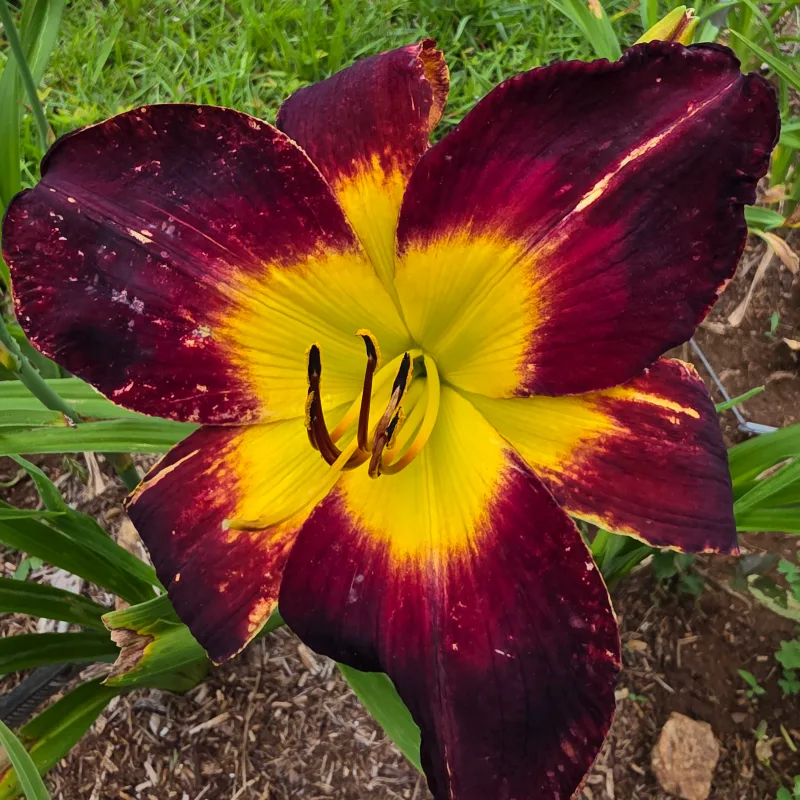 Persian Ruby