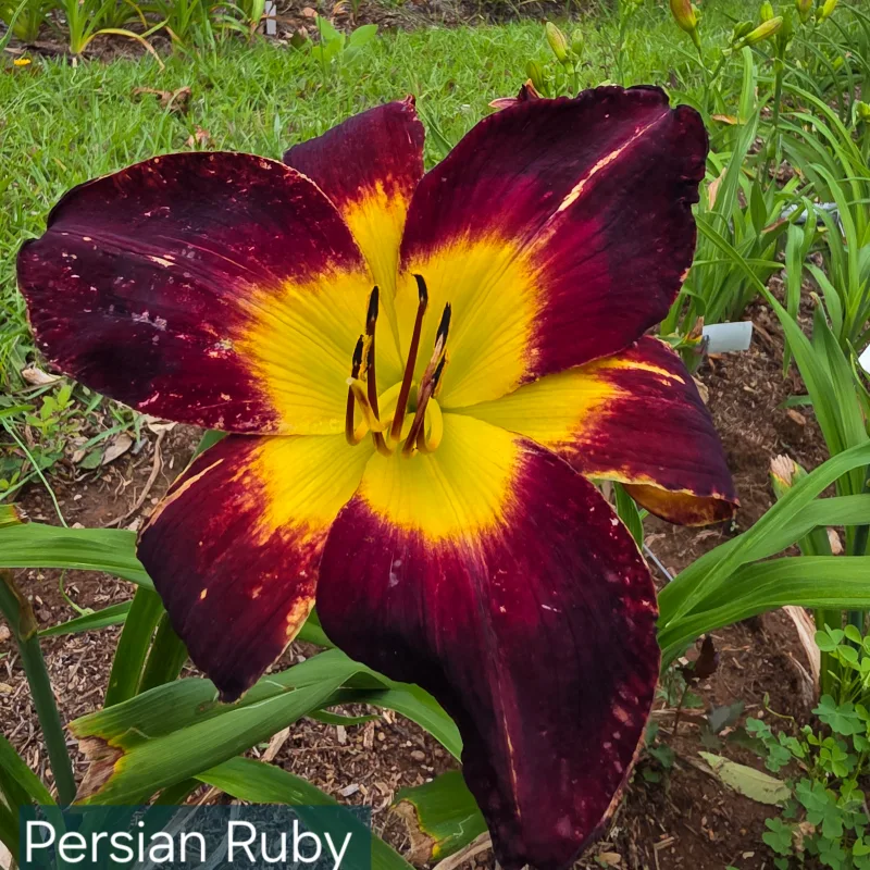 Persian Ruby from PlantFancyGardens, LLC