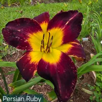 Persian Ruby thumbnail