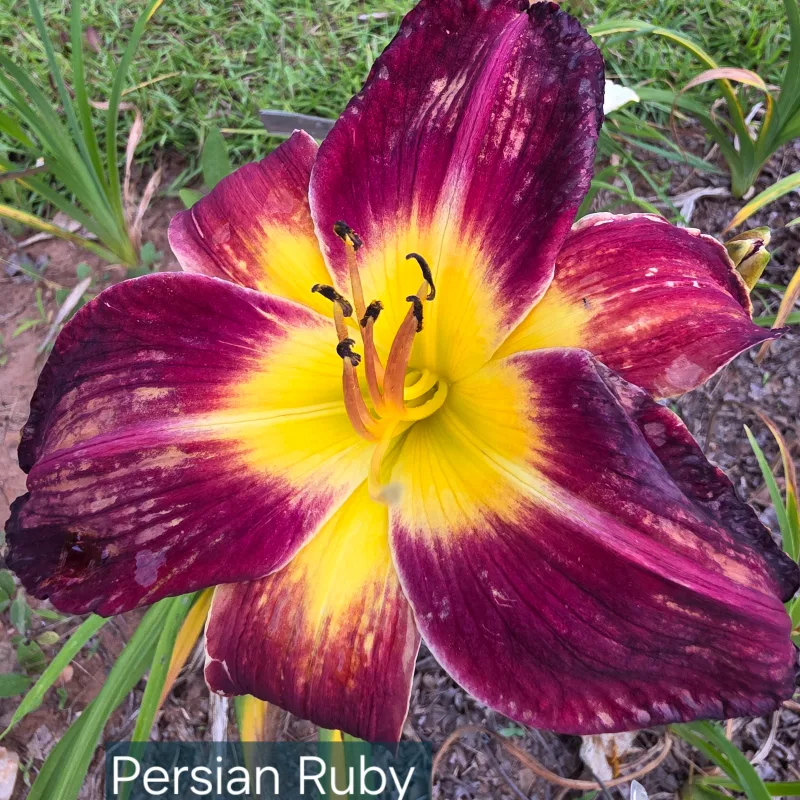 Persian Ruby from PlantFancyGardens, LLC