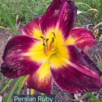 Persian Ruby thumbnail