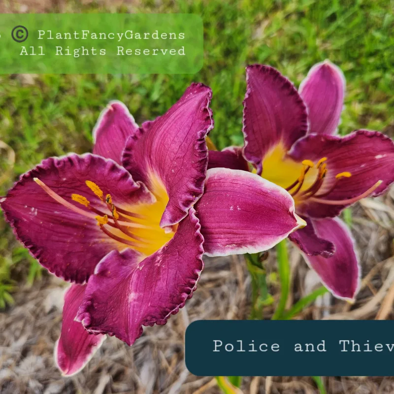 Police and Thieves from PlantFancyGardens, LLC