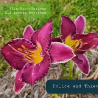 Police and Thieves thumbnail