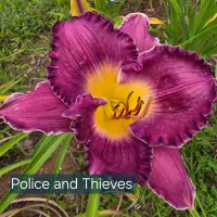 Police and Thieves thumbnail