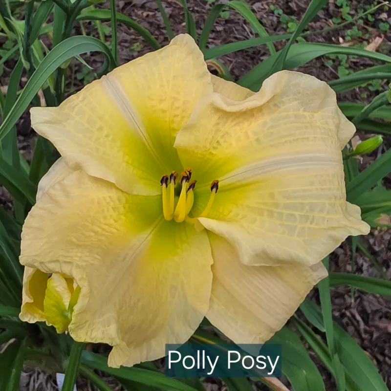 Polly Posy