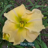 Polly Posy thumbnail