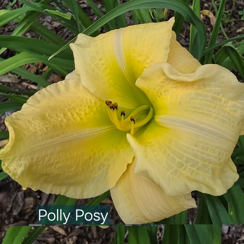 Polly Posy from PlantFancyGardens, LLC
