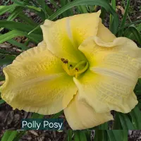 Polly Posy thumbnail