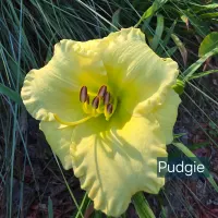 Pudgie thumbnail