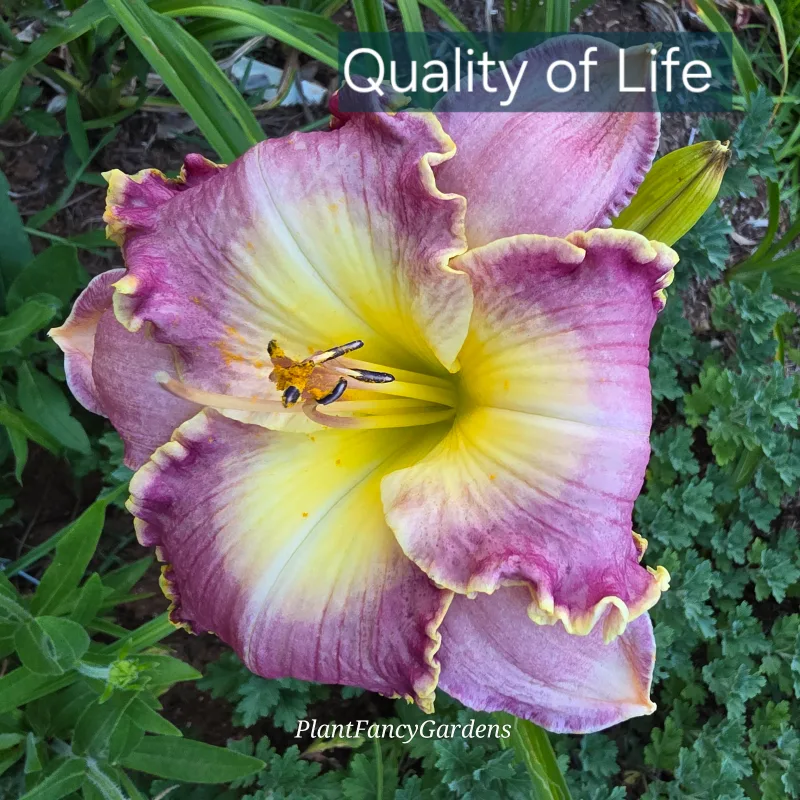 Quality of Life from PlantFancyGardens, LLC