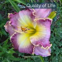 Quality of Life catalog image