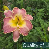 Quality of Life thumbnail