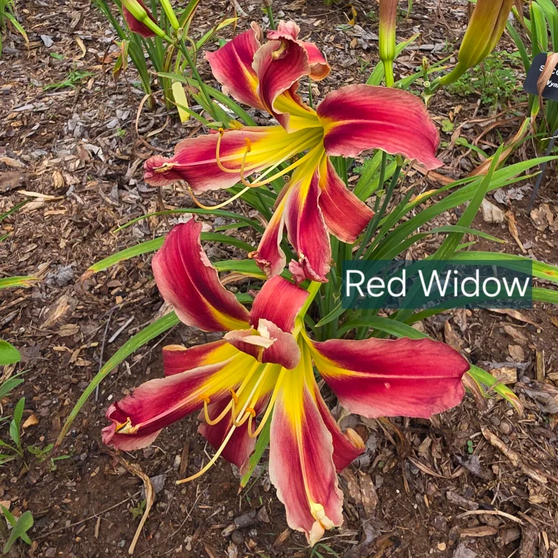 Red Widow from PlantFancyGardens, LLC