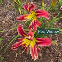 Red Widow thumbnail