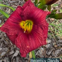 Regency Dandy thumbnail