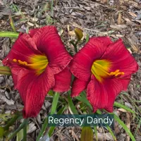 Regency Dandy thumbnail