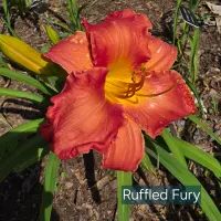 Ruffled Fury thumbnail