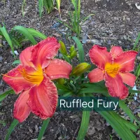 Ruffled Fury thumbnail