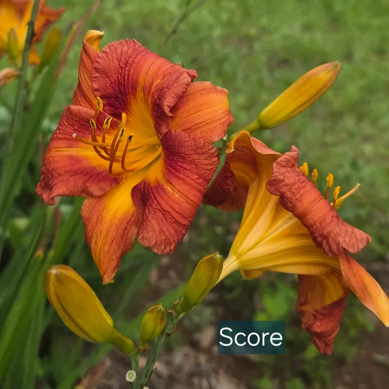 Score from PlantFancyGardens, LLC