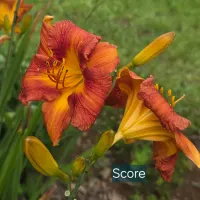 Score thumbnail